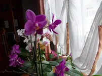 100_1575.webp
