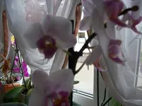 100_1576.webp