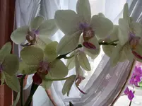100_1578.webp