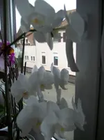 100_1579.webp