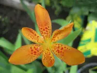 Leopardenblume.webp