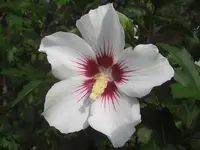 CIMG0644.webp