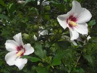 CIMG0645.webp