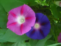 CIMG0651.webp