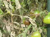 Tomaten-2[1].webp