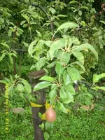 JD500513.webp