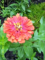 JD500533.webp