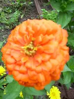 JD500534.webp