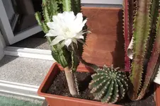 Garten 008.webp