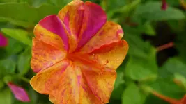 K800_Sommerende 078.webp