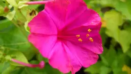 K800_Sommerende 079.webp