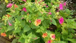 K800_Sommerende 080.webp
