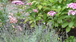 K800_Sommerende 089.webp