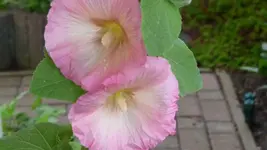 K800_Sommerende 090.webp