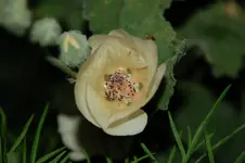 DSC_6250.webp