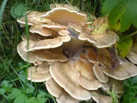 DSC04459.webp
