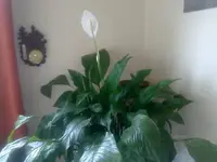 einblatt160820101355.webp