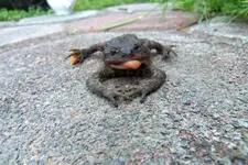HeimJuli 10-45.webp