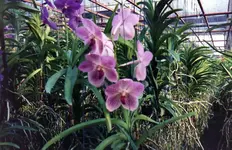 img056.webp