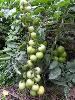 Tomaten 15.08.2010 (4).webp