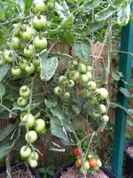 040.webp