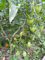 045.webp