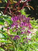 spinnenblume1.webp