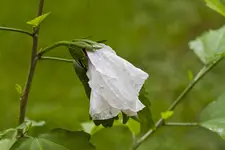 IMG_1834_Hibiskus.webp
