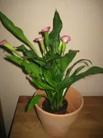 Calla.webp