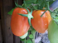 100_1600.webp