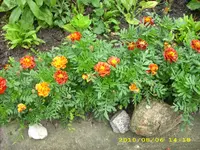JD500538.webp