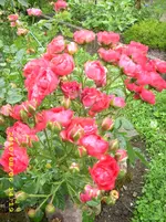 JD500540.webp
