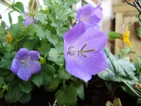 balkon_august 040.webp