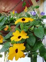 balkon_august 043.webp