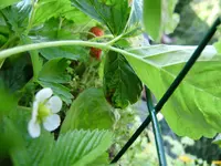 balkon_august 044.webp