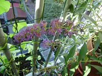 balkon_august 058.webp