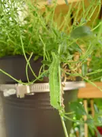 balkon_august 085.webp