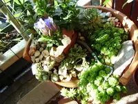 balkon_august 019.webp