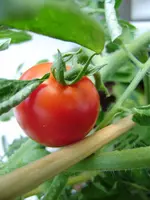 balkon_august 095.webp