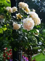 Nachblüte Cream Moondance.webp