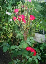 Knospen gehen auf.webp