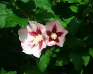Eibisch.webp