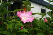 Hartenhibiscus.webp