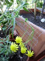 balkon_august 090.webp