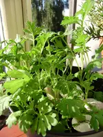 balkon_august 089.webp