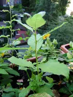 balkon_august 088.webp