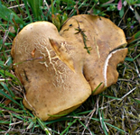 Herzpilz.webp
