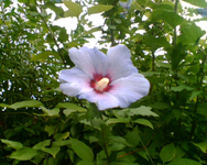 Hibiscusblüte.webp