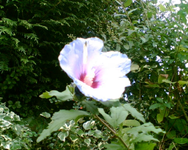 Hibiscusblüte mit Falter.webp
