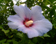 hibiscusblüte 2.webp